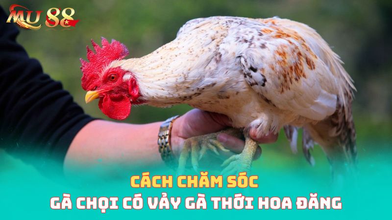 Cách chăm sóc gà chọi có vảy thới hoa đăng