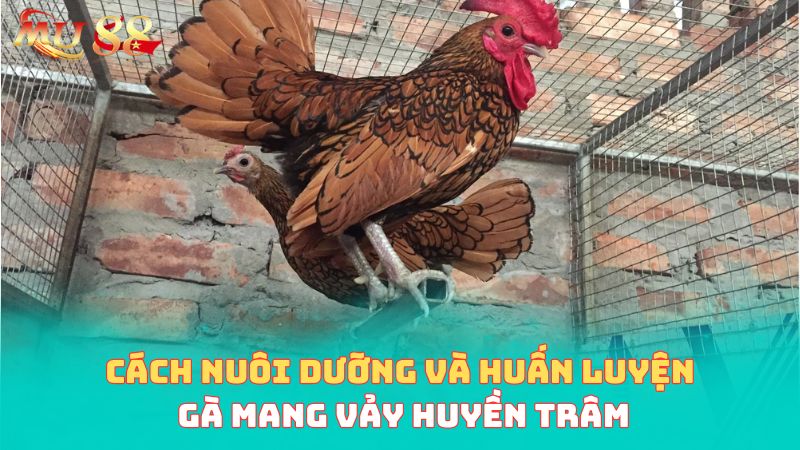 Cách nuôi dưỡng và huấn luyện gà huyền trâm