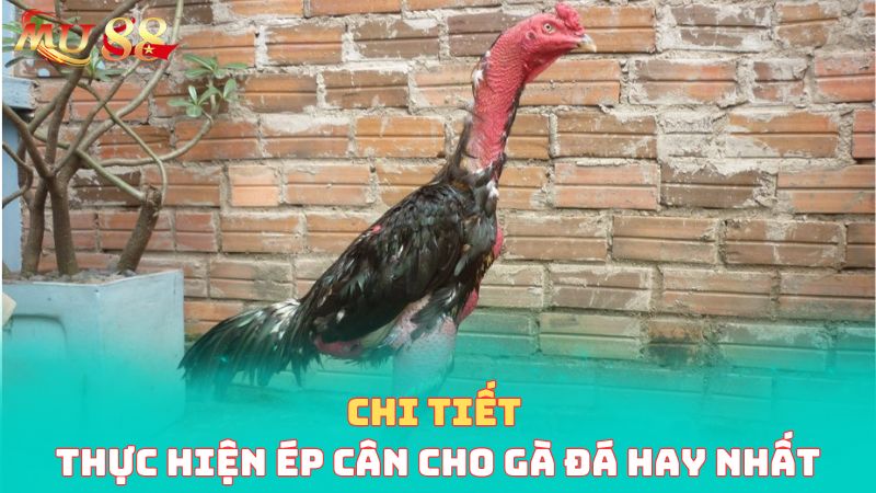 Chi tiết thực hiện ép cân cho gà đá hay nhất 