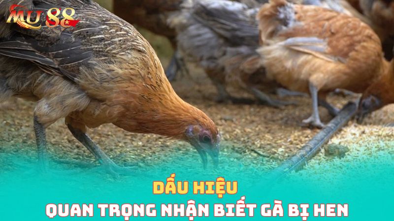 Dấu hiệu quan trọng nhận biết gà bị hen