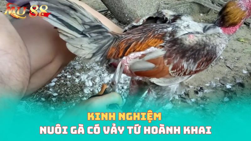 Kinh nghiệm nuôi giống có vảy tứ hoành khai