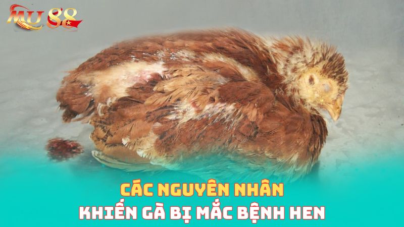 Các nguyên nhân khiến gà bị mắc bệnh hen 