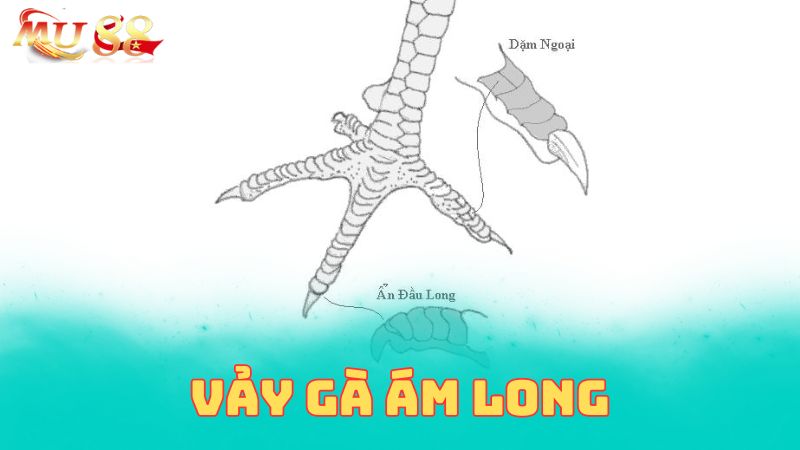 Vảy gà ám long là gì?